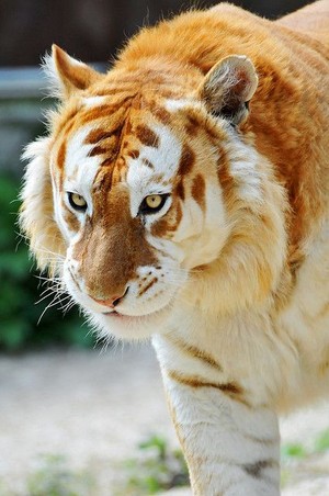  Golden Tiger