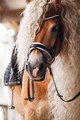 Horses 🐎 - animals photo