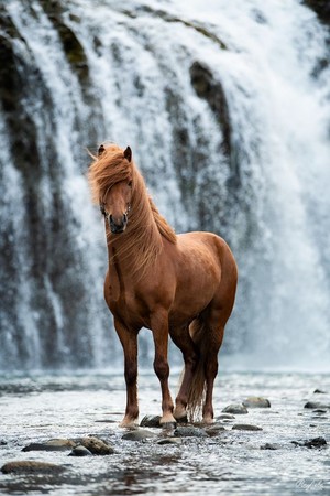  ngựa 🐎