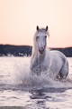 Horses 🐎 - animals photo