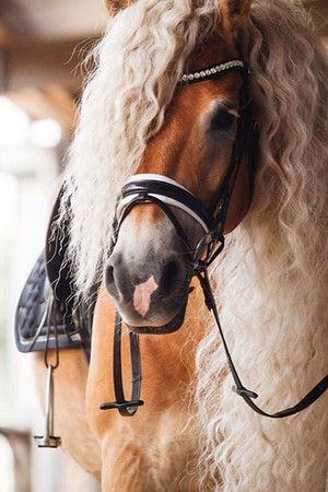 Horses 🐎