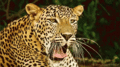 Leopard - animals fan art