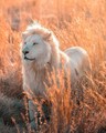 Lions 🦁 - animals photo