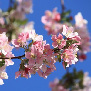  ピンク Spring Blossoms