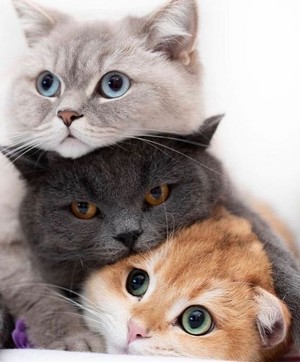  three kitties