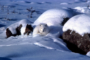  Artic 狐, フォックス in the winter