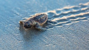 Baby Sea Turtles on the Beach