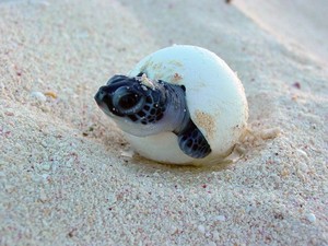 Baby Sea Turtles on the Beach