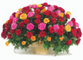Bouquet - flowers fan art