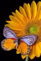Butterfly(s) 🦋 - butterflies photo