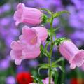 Canterbury Bells - flowers photo