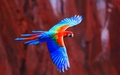 animals - Macaw wallpaper