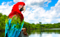 animals - Macaw wallpaper