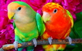animals - Parrot wallpaper