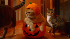  かぼちゃ, カボチャ Cat