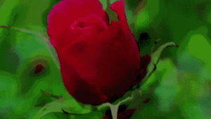  Rose blooming