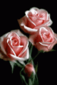 Roses - flowers fan art