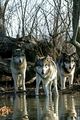 wolves🐺 - wolves photo