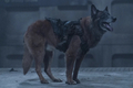 11x01 ~ Acheron: Part I ~ Dog - the-walking-dead photo