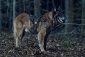 11x04 ~ Rendition ~ Dog - the-walking-dead photo