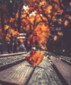 Autumn Vibes 🍁 - autumn photo