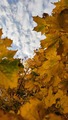 Autumn colors 🍁  - autumn photo