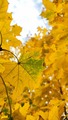 Autumn colors 🍁  - autumn photo