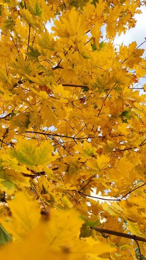  Autumn Colors（色） 🍁