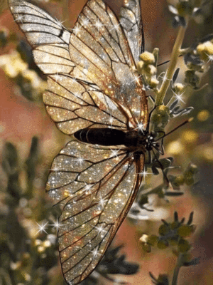  Beautiful mariposa 💜