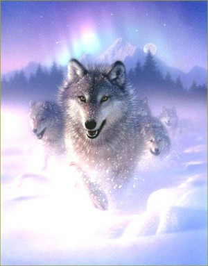 Beautiful Wolves 💜