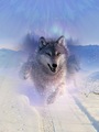 Beautiful Wolves 💜 - wolves fan art