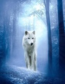 Beautiful Wolves 💜 - wolves fan art