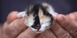Kittens health consideration