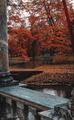 Autumn Adventure 🍁 - autumn photo