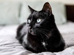  Beautiful Black Cat