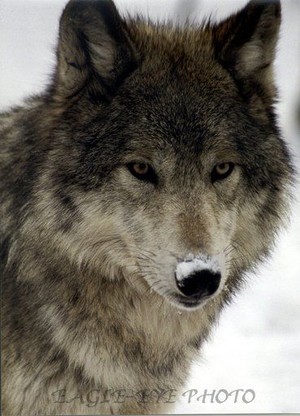  Beautiful Grey lobo 🐺