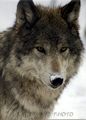 Beautiful Grey Wolf 🐺 - wolves photo
