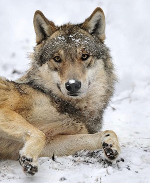 Beautiful Grey Wolf 🐺