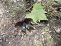 Butterflie  - butterflies photo