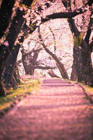  ceri, cherry Blossom pohon 🌸