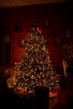 Christmas Time! 🎄 - christmas photo