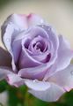 Purple Rose 🌹💜 - flowers photo