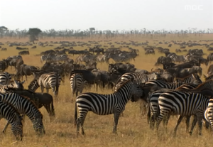  Wildebeest and kuda zebra, zebra