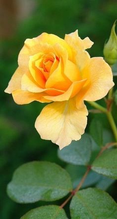  Yellow Rose 💛🌹