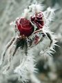 beautiful winter roses🌹❄️ - flowers photo