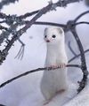cute white weasel🐾💚 - animals photo