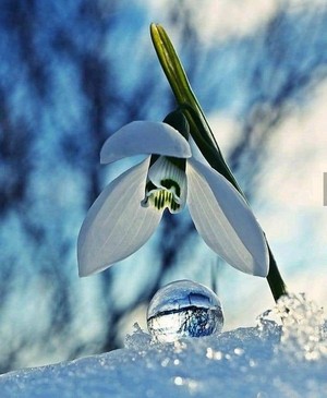 bunga in winter ❄️🌸