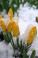 flowers in winter ❄️🌸 - flowers photo