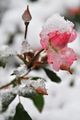 flowers in winter ❄️🌸 - flowers photo