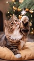 🐱 Cats and Christmas 🎄 - christmas photo